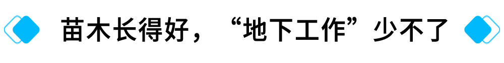 苗木长得好，“地下工作”少不了.jpg